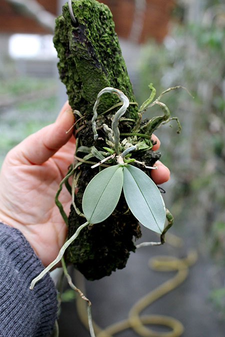 Phalaenopsis parishii.jpg