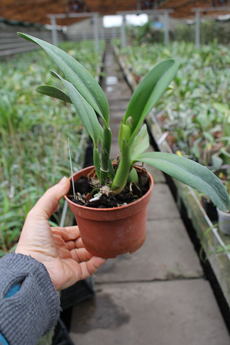 Potinara Angel Kiss.jpg