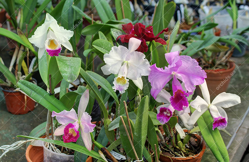 магазин орхидей.jpg