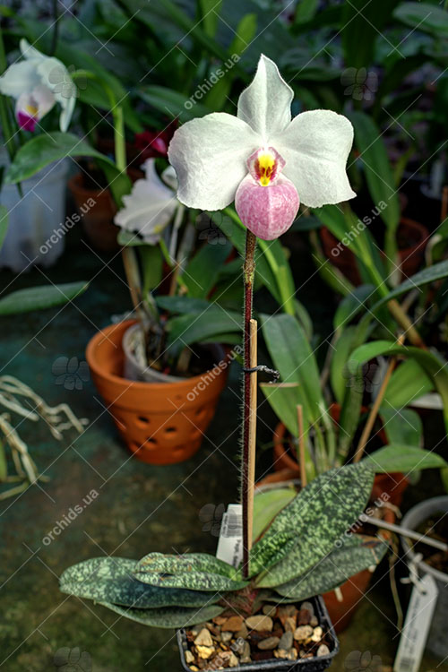 Paphiopedilum delenatii.jpg