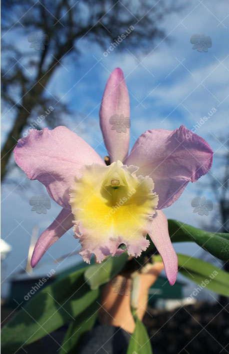 Rhyncholaeliocattleya (King Harold x Monroe Walk).jpg