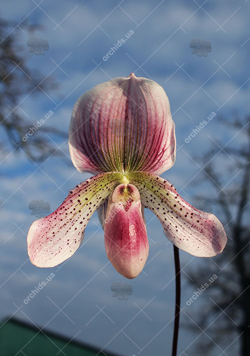 Paphiopedilum niveum x Shin-Yi Heart.jpg