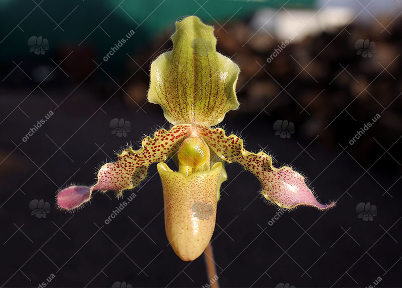 Paphiopedilum primulinum x hirsutissimum.jpg