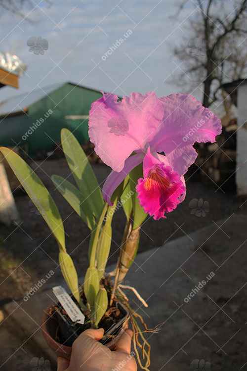 Cattleya trianae tipo 'Fine Variety' (98-8) x 'India' (10-8).jpg