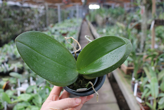 Phalaenopsis gigantea x Mituo Sun.jpg