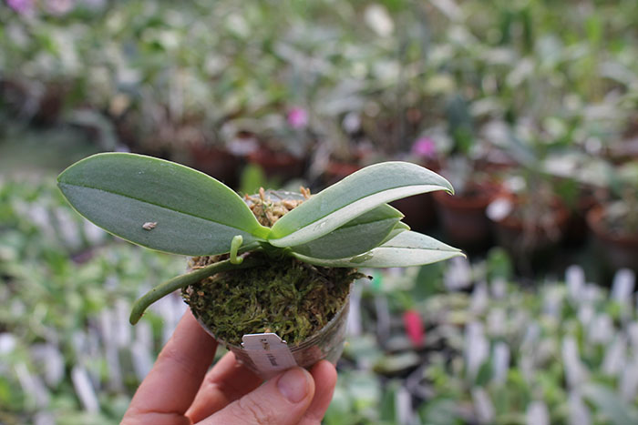 Phalaenopsis Anna-Larati Soekardi 'Joseph Wu'.jpg