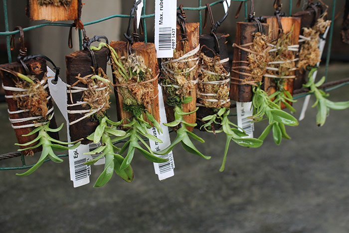 Epidendrum medusae.jpg