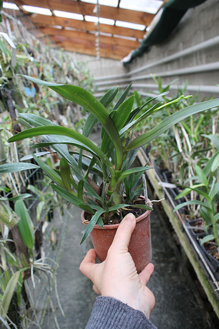 Epidendrum floribundum.jpg