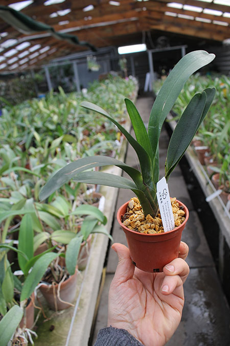 Angraecum magdalenae.jpg