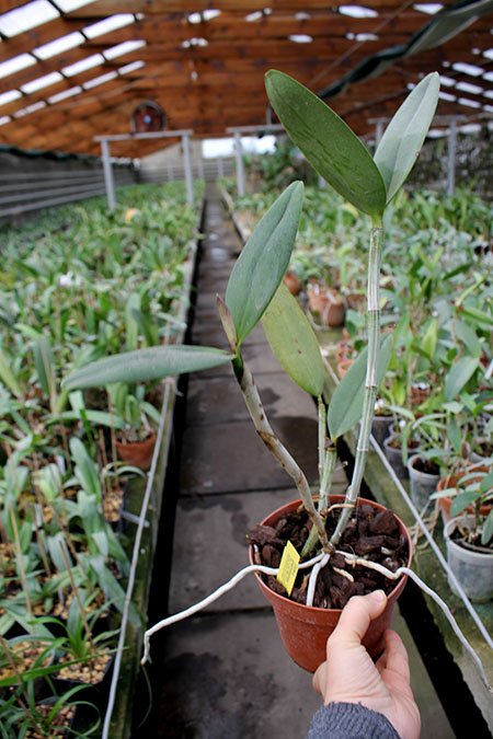 Cattleya amethystoglossa 'Colibri'.jpg
