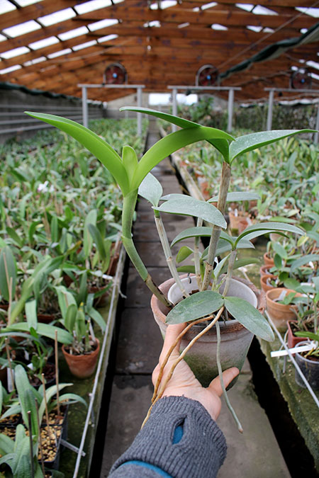 Cattleya intermedia sanguinea 'do Padre Vitus' x Cattleya intermedia flamea 'BF-96'.jpg