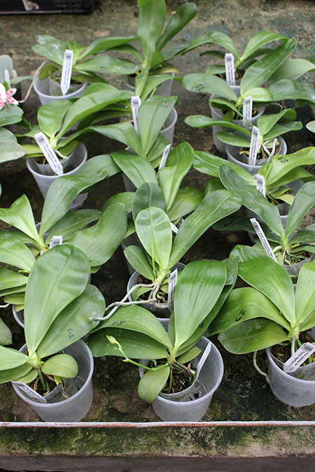 Phalaenopsis (Gelblieber 'B#1' x Hsia's Focus) x Magnificent Mibs.jpg