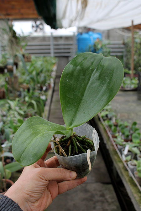 Phalaenopsis Ld Mok Chio x Chienlung Mosaics #1.jpg