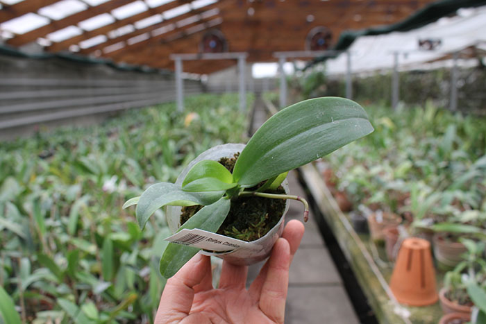 Renanthopsis Chienlung Little Cricket.jpg