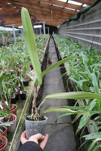 Cattleya maxima var coerulea.jpg