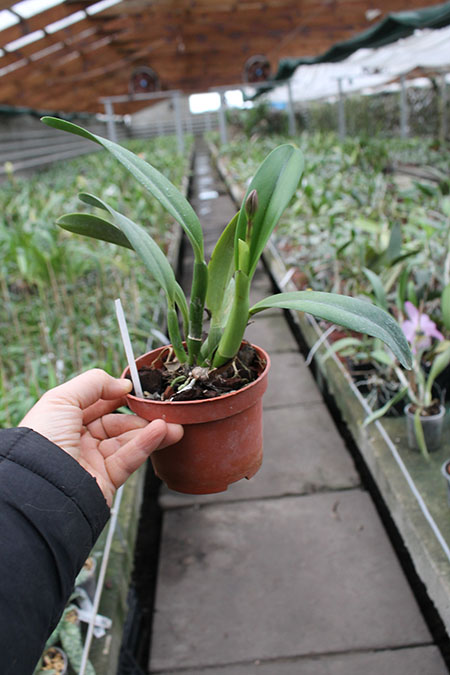 Potinara Angel Kiss.jpg