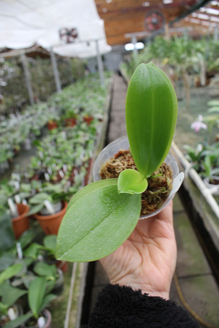 Phalaenopsis Telu 'Purple'.jpg