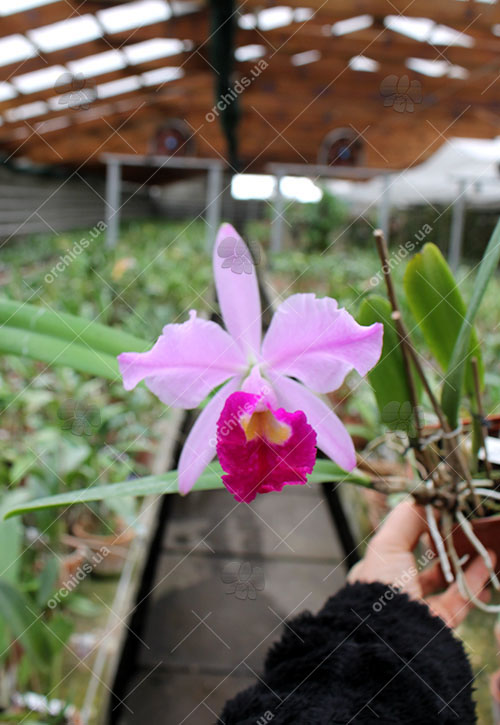 Cattleya eldorado magenta orlata pincelada 'Tapajo' x SELF.jpg