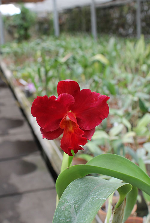 Cattlianthe Sunrise Doll 'AV' (Cattlianthe Seagulls Torch Song x Cattleya Morning Glow).jpg