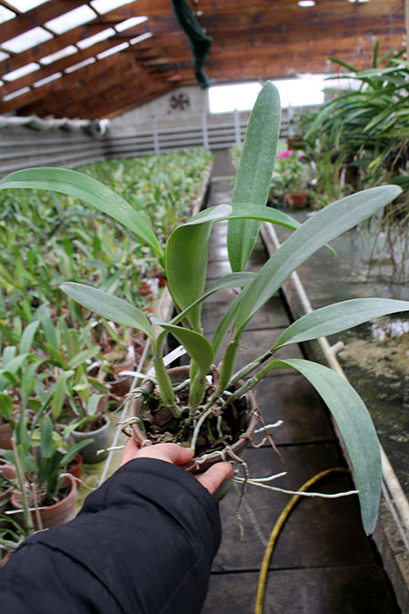 Laeliocattleya Sierra Skies 'Leone'.jpg