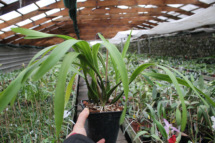 Encyclia radiata.jpg