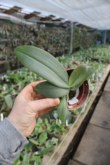 Phalaenopsis Hans Christiansen.jpg