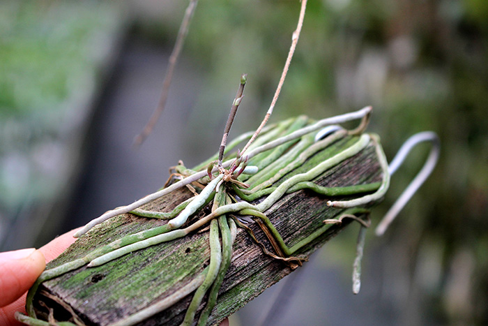 Chiloschista lunifera.jpg