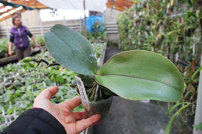 Phalaenopsis (Sogo Pride x Diamond Beauty) x Ld's Bear Queen.jpg