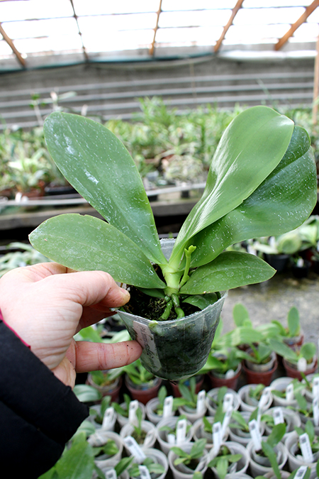 (Phalaenopsis tetraspis x speciosa) x violacea indigo.jpg