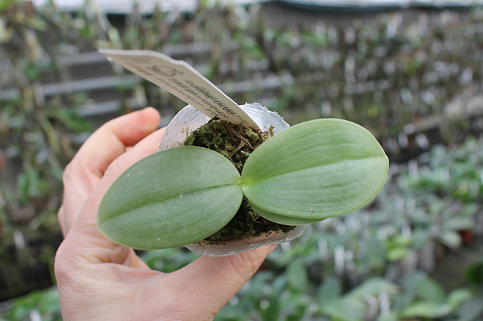 Phalaenopsis Ld Mok Chio.jpg