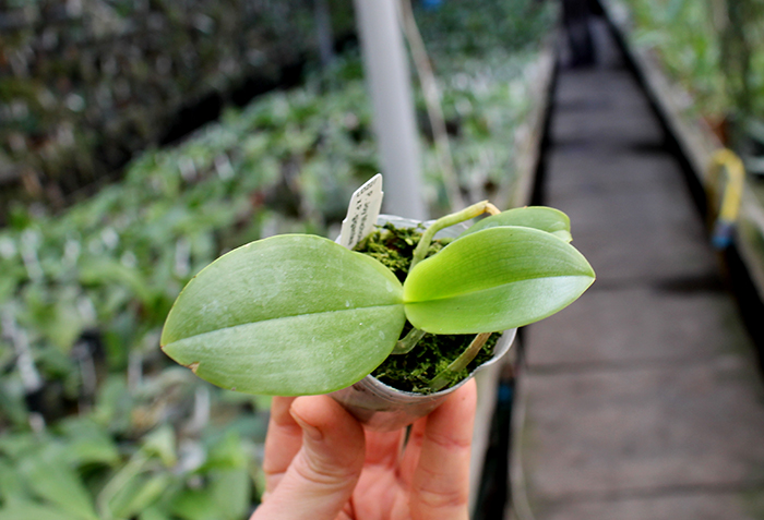 Phalaenopsis Joy Micholuedde x gigantea.jpg