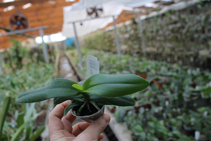 Renanthopsis Chienlung Pink Squirrel.jpg
