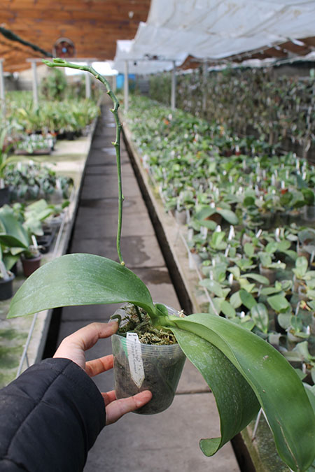 Phalaenopsis (AL Sun Tiger x Zheng Min Tyrannosaurus).jpg