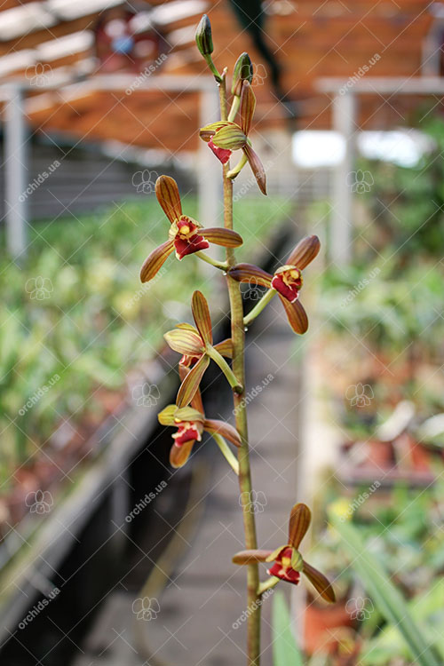 Cymbidium sinense.jpg