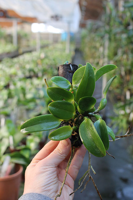 Laelia alaori escura II x Laelia alaori escura I.jpg