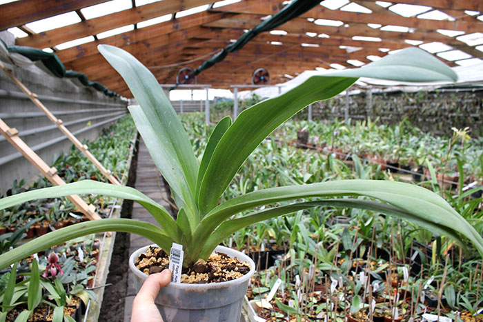 Paphiopedilum Hung Sheng Eagle x rothschildianum.jpg