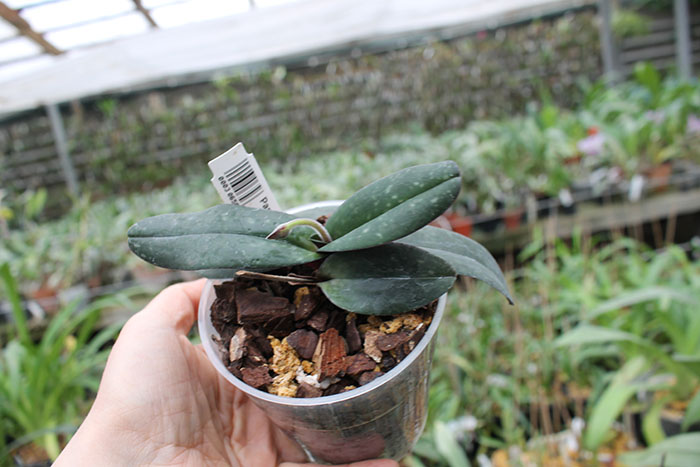 Paphiopedilum niveum.jpg