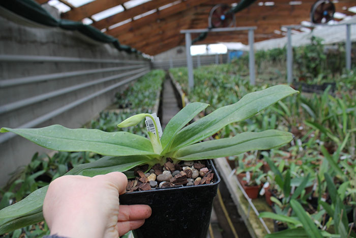 Paphiopedilum rothschildianum x Knight's Niveum.jpg