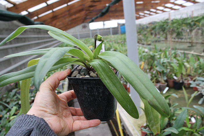 Paphiopedilum primulinum x henryanum.jpg