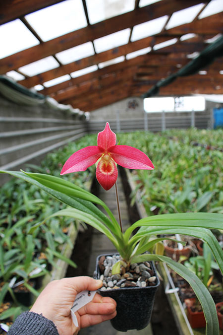 Phragmipedium Andean Fire (besseae x lidleyanum).jpg