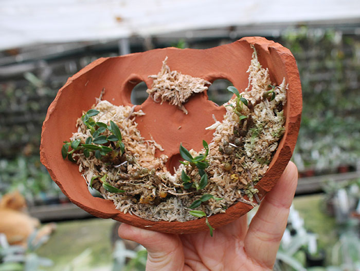 Dendrobium parvulum blue.jpg