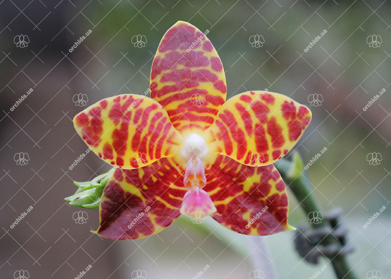 Phalaenopsis Chienlung Giant Leopard.jpg