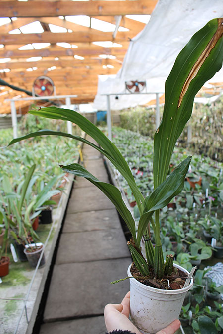 Gongora rufescens.jpg