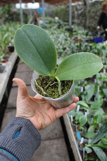 Phalaenopsis Chienlung Snake.jpg