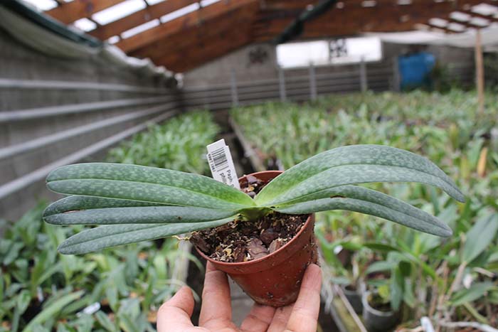 Paphiopedilum godefroyae alba x philippinense alba.jpg