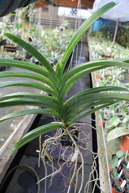 Vanda Robert Delight '#358'.jpg