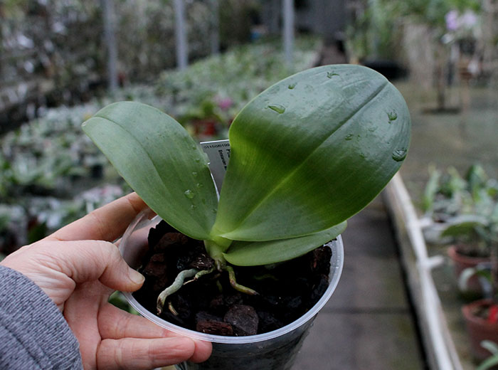 Phalaenopsis LD Gigan Sun.jpg