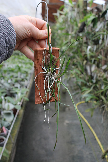 Encyclia bractescens.jpg