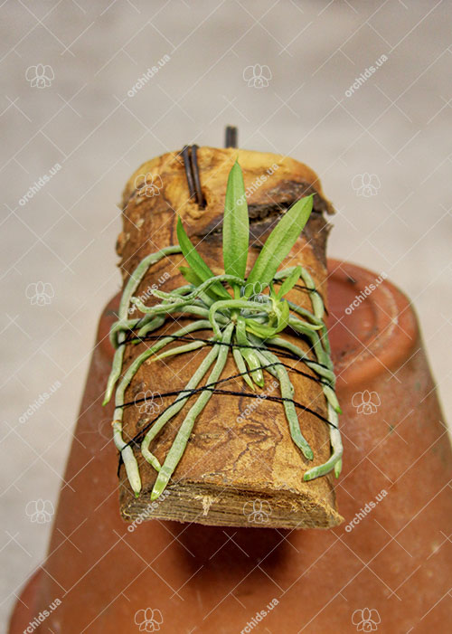 Chiloschista segawai.jpg