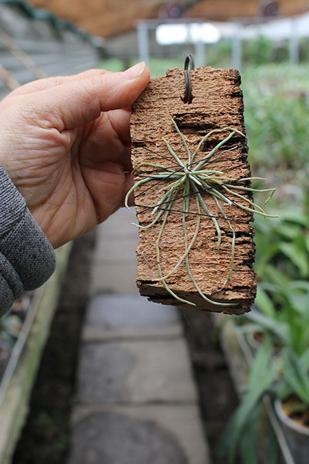 microcoelia exillis.jpg